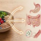 Fibre alimentari: molto più di un aiuto per l’intestino