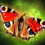 The Peacock butterflies | Nature Stories