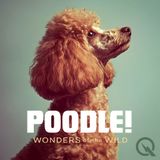 POODLE!
