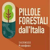 Pillole forestali dall’Italia #70 - La filiera legno tra leggi, mappature e investimenti (e altre notizie di settembre)