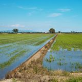 Los retos del arroz: sequías, inundaciones e incertidumbres geopolíticas