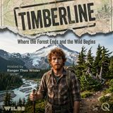 Timberline - Above the Trees, You're on Your Own