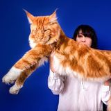DDD 805: The Maine Coon + Headlines