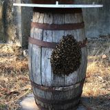 Conoscere le api per apprezzare i loro prodotti