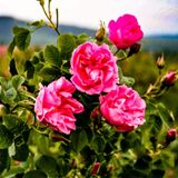 Rosa, fiore del Paradiso