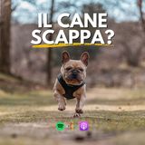 133 -  Cosa fare per non far scappare il cane?