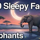 Slow_ Steady Elephant Facts for Restful Sleep