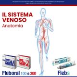 Il sistema venoso: anatomia
