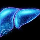 Intermittent fasting spurs proliferation of liver cells in lab mice, study finds [W[R]C]