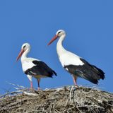Ecología para todos: La cigüeña por San Blas