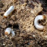 Tra le specie che dipendono dal suolo una su cinque rischia l’estinzione