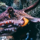 Ecología para todos: Post-carnavales, las estrategias de camuflaje en el reino animal