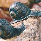 A Tale of 2 Snails