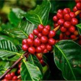 Café Arábica: Clima, Mercado e Safra 2026 | BBcast Agro - 11/02/2026