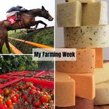 My Farming Week - Grantstown Tomatoes
