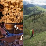 Funghi, artigianato dei Colli Berici ed escursioni: ecco gli eventi del weekend