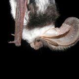 Spotted bat echolocation