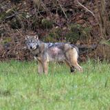 Contenimento dei lupi, la specie sarà “meno” protetta. Dalla Provincia: “un’ottima notizia”