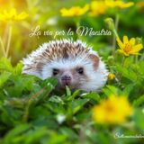 ✨ Messer lo Riccio è in mezzo a noi✨