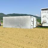 Camion con rimorchio carico di bovini si rovescia in un campo agricolo, nessun ferito e animali in salvo (VIDEO)