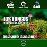 NUESTRO OXÍGENO Los hongos, recicladores invisibles que sostienen los bosques