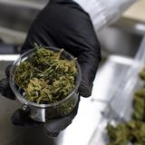 Legalizing weed hasn't fixed all cannabis workers' problems—but unionizing can