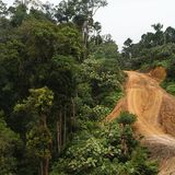 Biomassa al posto del carbon in Indonesia fa crescere la deforestazione