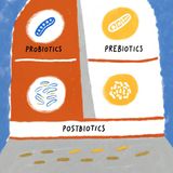 Probiotics vs. Prebiotics vs. Postbiotics: The Complete Gut Health Triad Explained