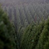 There's A Christmas Tree Shortage—But Not In New England