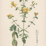 Show 111: Seasonal Depression, St. John's Wort and Brunswick Stew