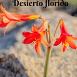 Desierto florido
