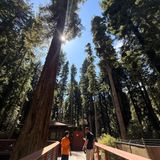 Sequoia Park Zoo Kid Review:  Animals, Redwoods and the Sky Walk || E128