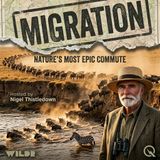 Migration - The Odd Ones, the Brave Ones, and the Ones We're Failing