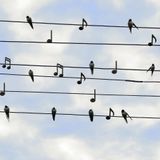 Sonore vibrazioni