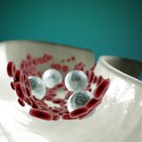 Arterie Pulite e Cuore in Forma: I Migliori Alimenti di Maggio per la Salute Cardiovascolare