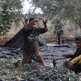 'A land that we own': Palestinian farmers resist Israeli expansion in the West Bank