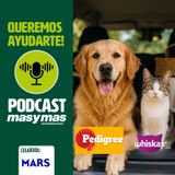 Viajar con mascotas: todo lo que debes saber antes de salir