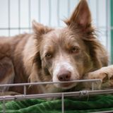 Alessandra Itro (LNDC): «Donate le coperte per aiutare i cani nei canili»