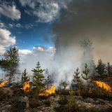 Foreste europee ecco perché la resilienza deve essere misurabile