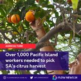 Mark Doecke from Citrus SA on needing 1,000+ Pacific workers to help on farms