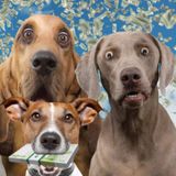 #rast SEMPRE AVERE UN CANE...O ANCHE DUE