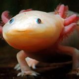 Axolotl (Ajolote)