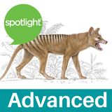 Hope for the Tasmanian Tiger (Advanced Program)