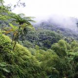 L’accumulo dei nutrienti minaccia le foreste tropicali