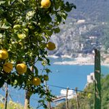 I limoni: 10 cose che devi sapere per superare l'interrogazione