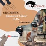 S2E16 - Szacunek kotów ulicy.