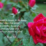 SheRose Bible Studies for Inner Healing- Ruth 1:1-5 PT1