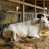 Bovino carica un uomo in azienda agricola: trasportato al pronto soccorso in codice giallo