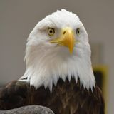 What's Killing Bald Eagles in Maryland?