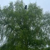 Why Surrey Homeowners Choose Tree Crown Reduction Over Full Removal